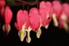 Bleeding Heart 2011